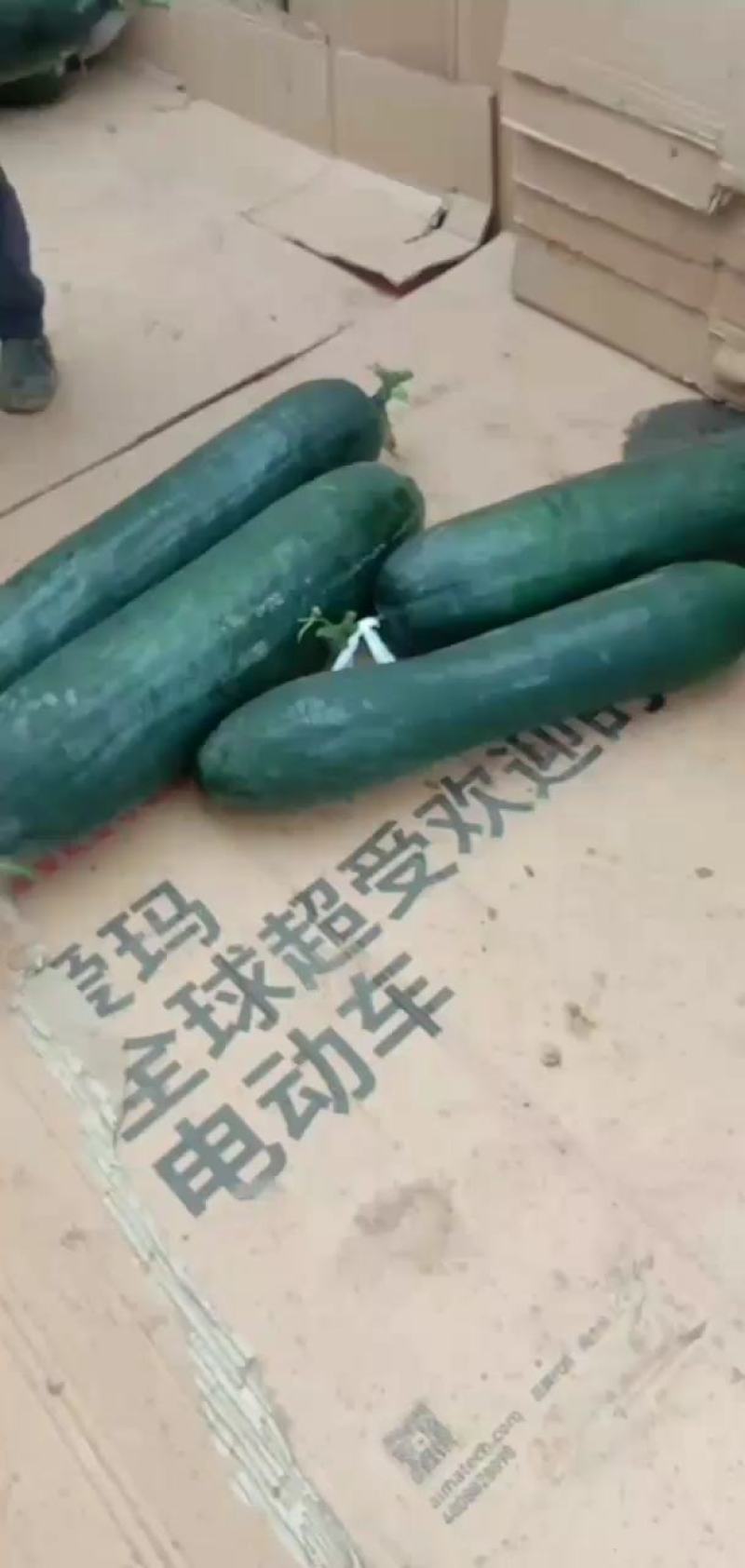 河南郸城新鲜黑皮冬瓜万亩冬瓜吊冬瓜优质冬瓜上市中