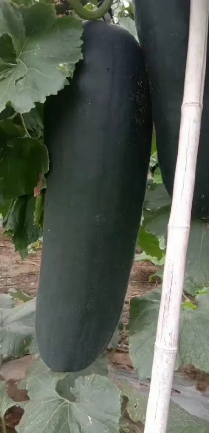 河南郸城新鲜黑皮冬瓜万亩冬瓜吊冬瓜优质冬瓜上市中