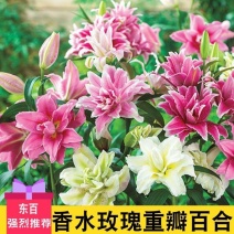进口香水百合种球重瓣香水百合花球可地栽盆栽四季开花带芽发