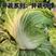 东京大白菜系列：开蔬秋绿。中熟品种，生育期70天