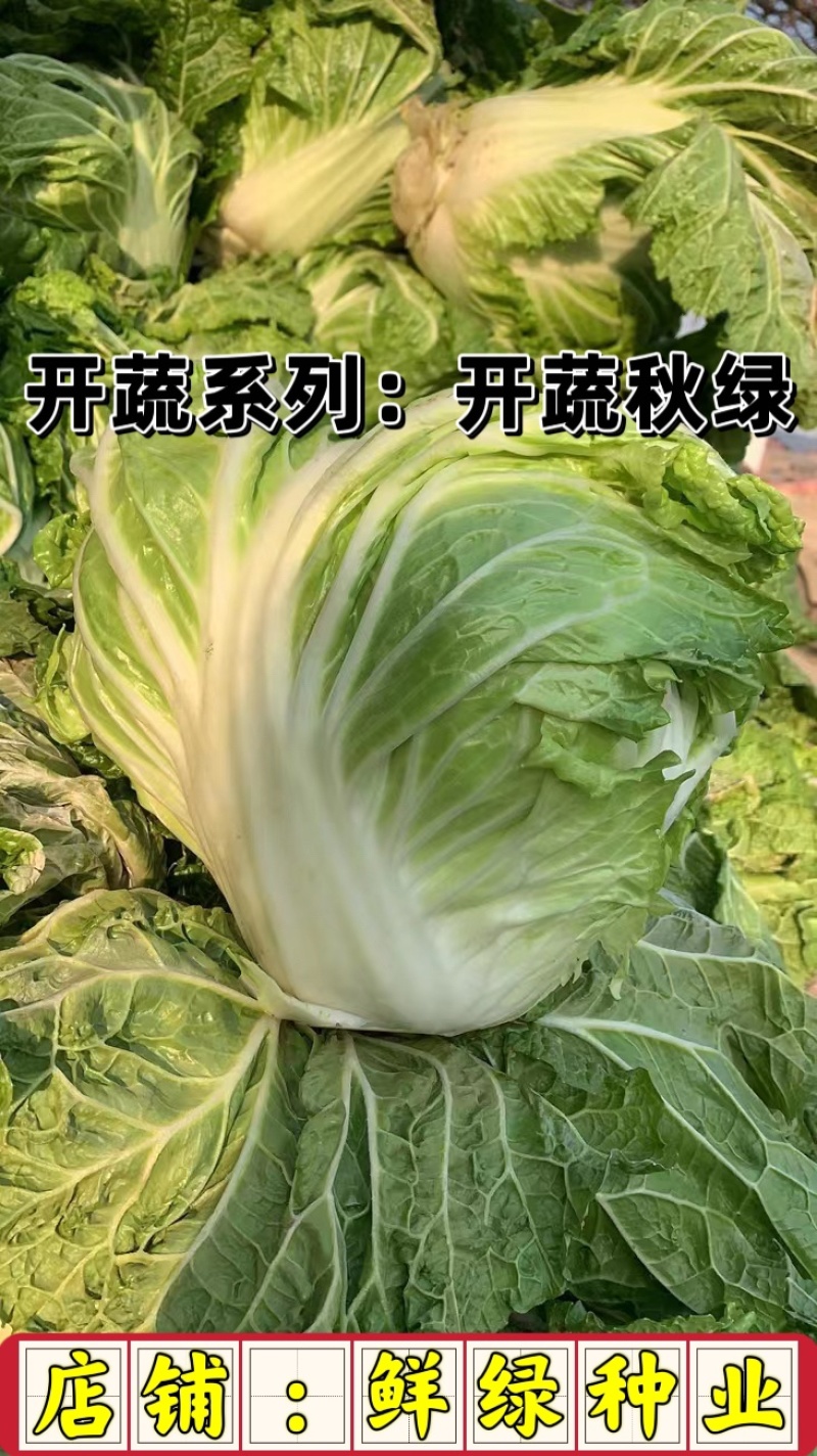 东京大白菜系列：开蔬秋绿。中熟品种，生育期70天