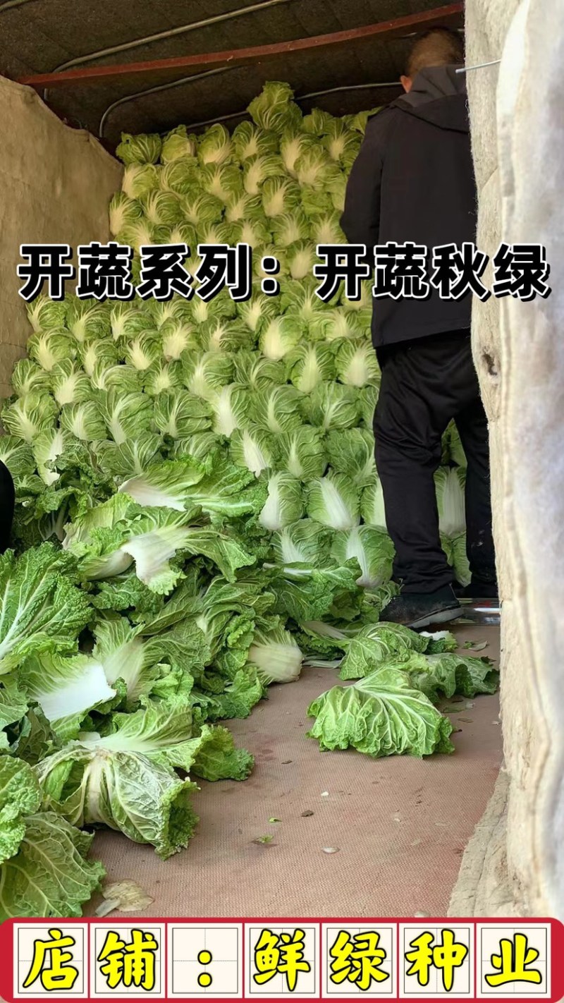 东京大白菜系列：开蔬秋绿。中熟品种，生育期70天