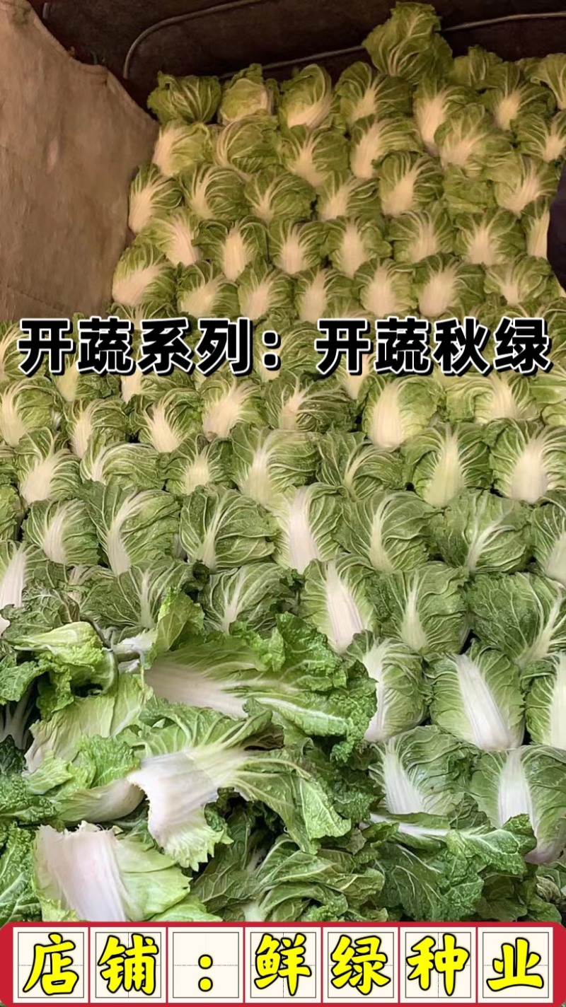 东京大白菜系列：开蔬秋绿。中熟品种，生育期70天