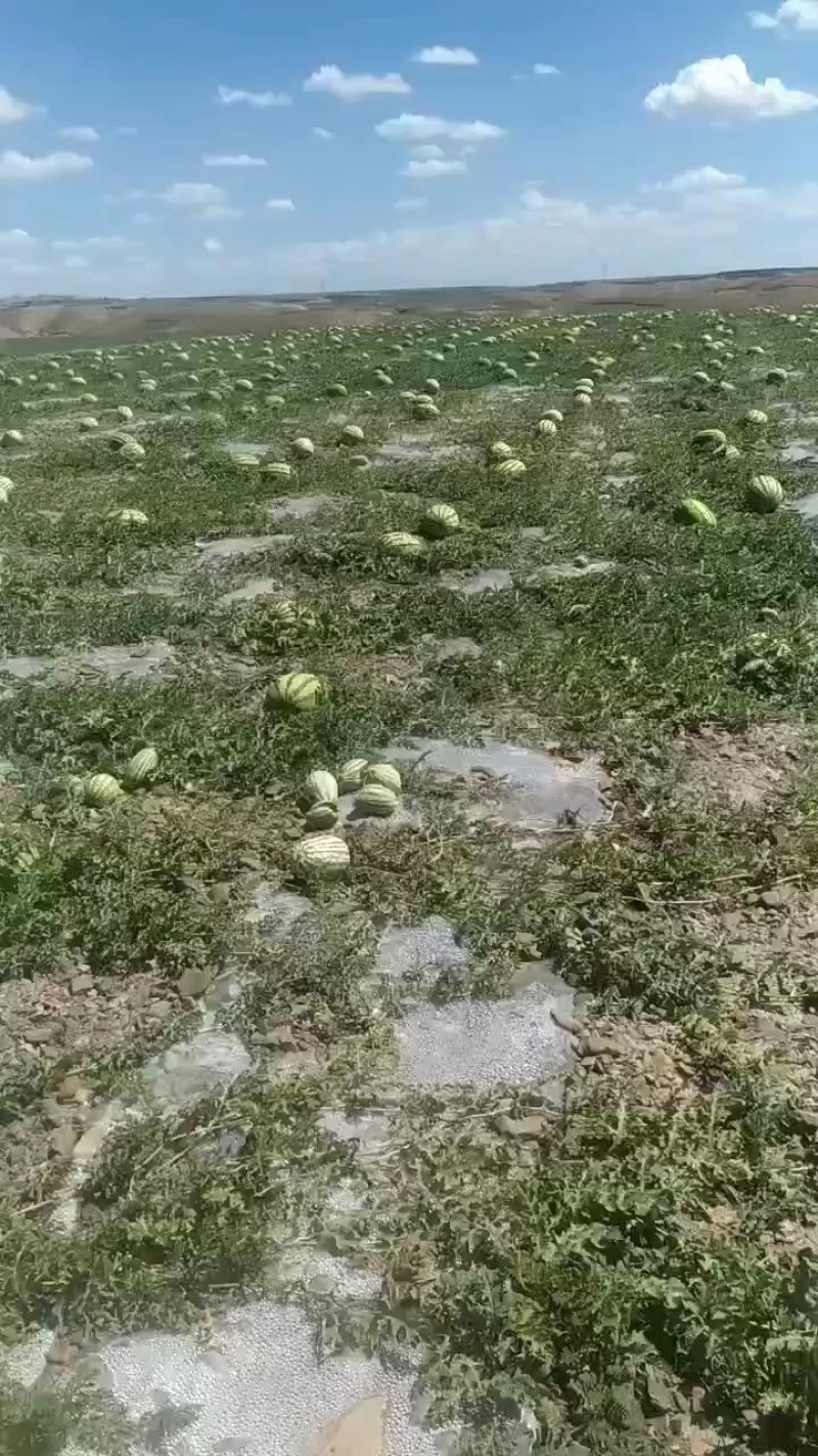 宁夏硒砂瓜大量上市中口感脆甜质量保证诚信合作