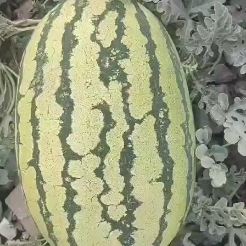 宁夏硒砂瓜大量上市中口感脆甜质量保证诚信合作