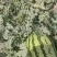 宁夏硒砂瓜大量上市中口感脆甜质量保证诚信合作