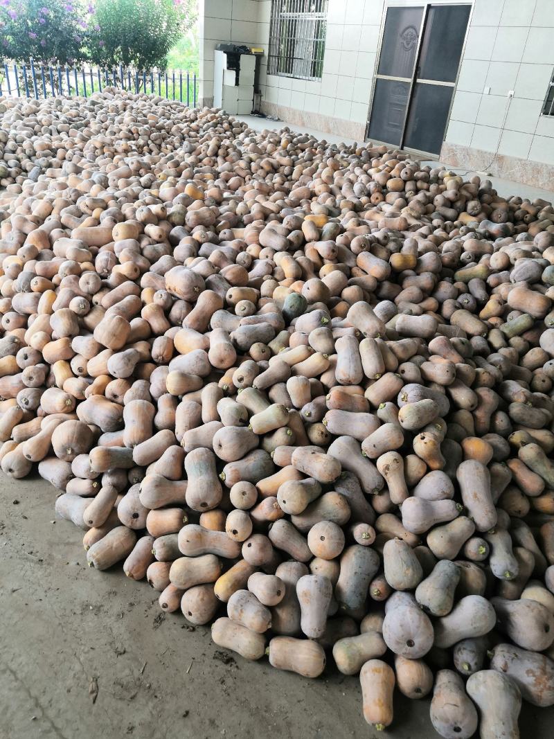 陕西枕头南瓜，干面甜，实心，货量充足。产地代收代发