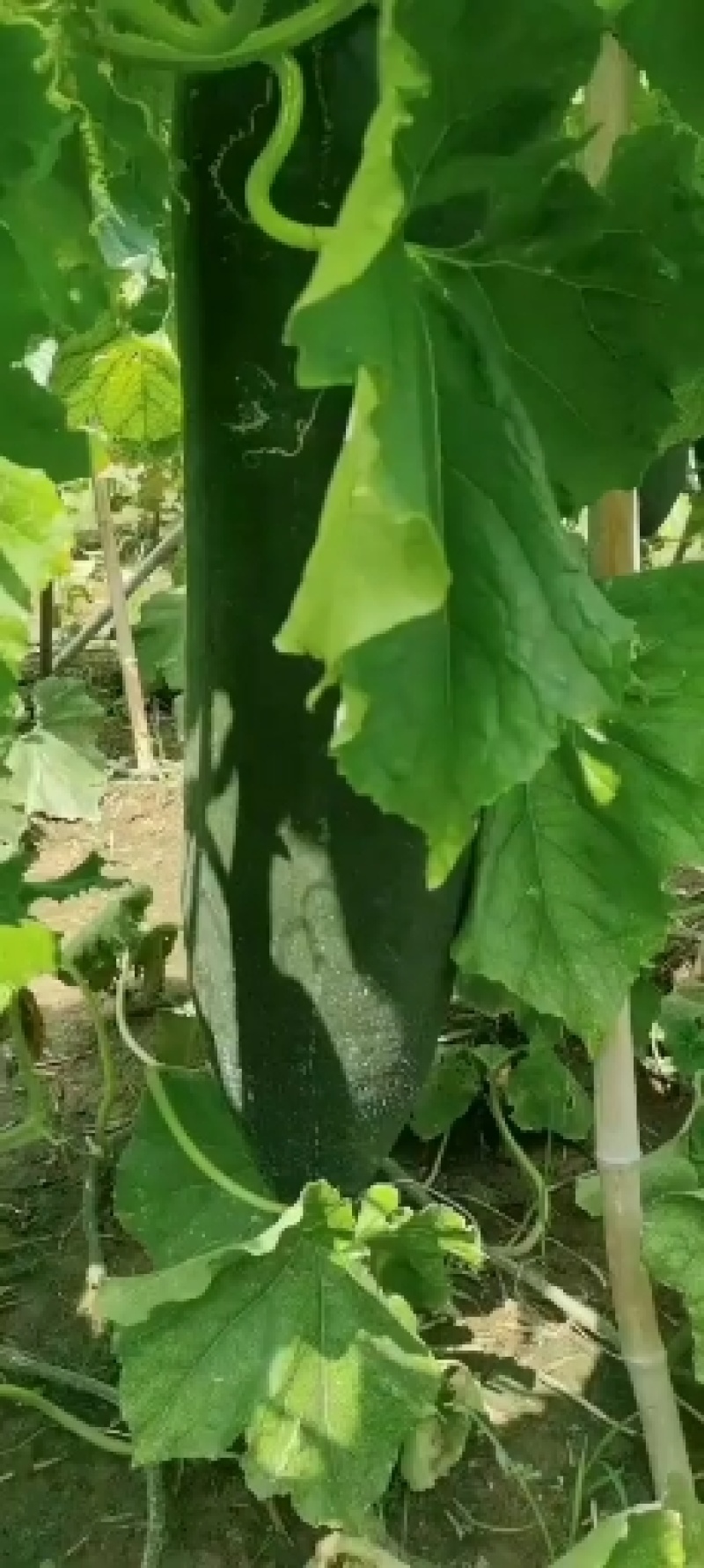 河南郸城优质吊瓜类黑皮冬瓜产地直销，产地直供电商批发市场