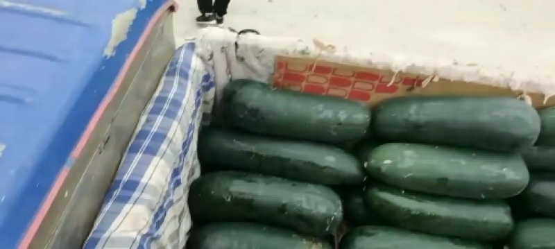 河南郸城优质吊瓜类黑皮冬瓜产地直销，产地直供电商批发市场