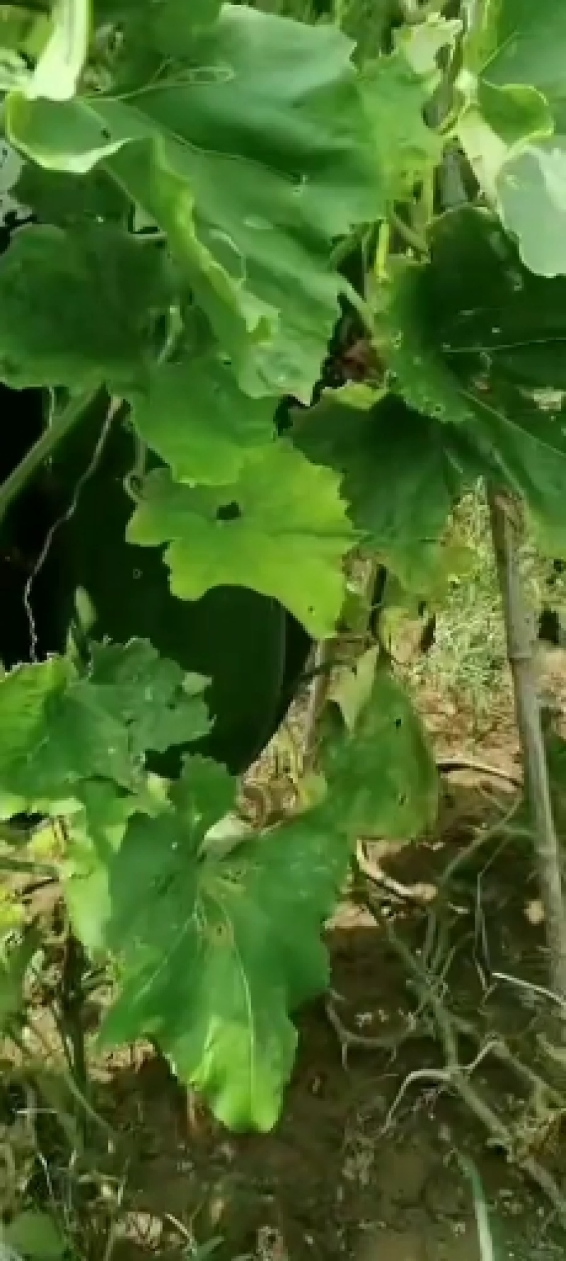 河南郸城优质吊瓜类黑皮冬瓜产地直销，产地直供电商批发市场