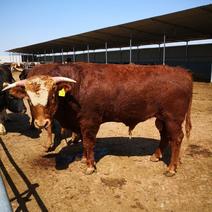 改良黄牛，肉牛苗大量出售，长势快，出栏早，肉质好…