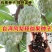 释迦果种子番荔枝种子台湾进口凤梨释迦盆栽野生刺果嫁接毡木