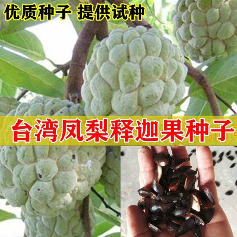 释迦果种子番荔枝种子台湾进口凤梨释迦盆栽野生刺果嫁接毡木