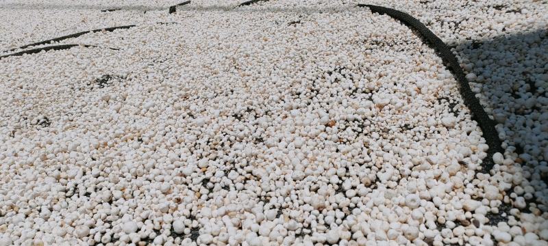 半夏产新干货