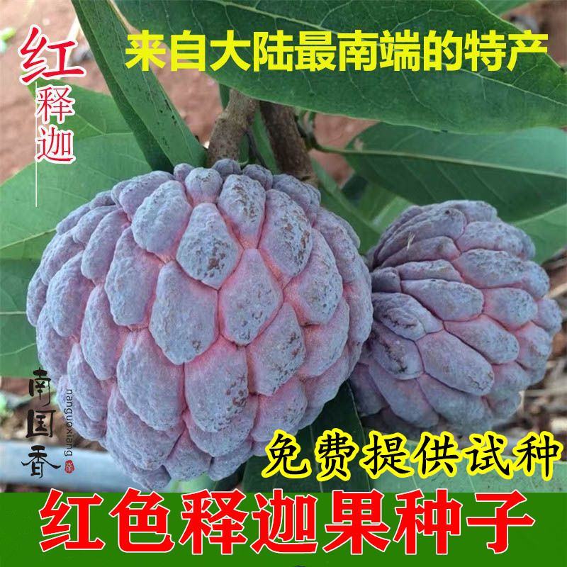 释迦果种子番荔枝种子台湾进口凤梨释迦盆栽野生刺果嫁接毡木