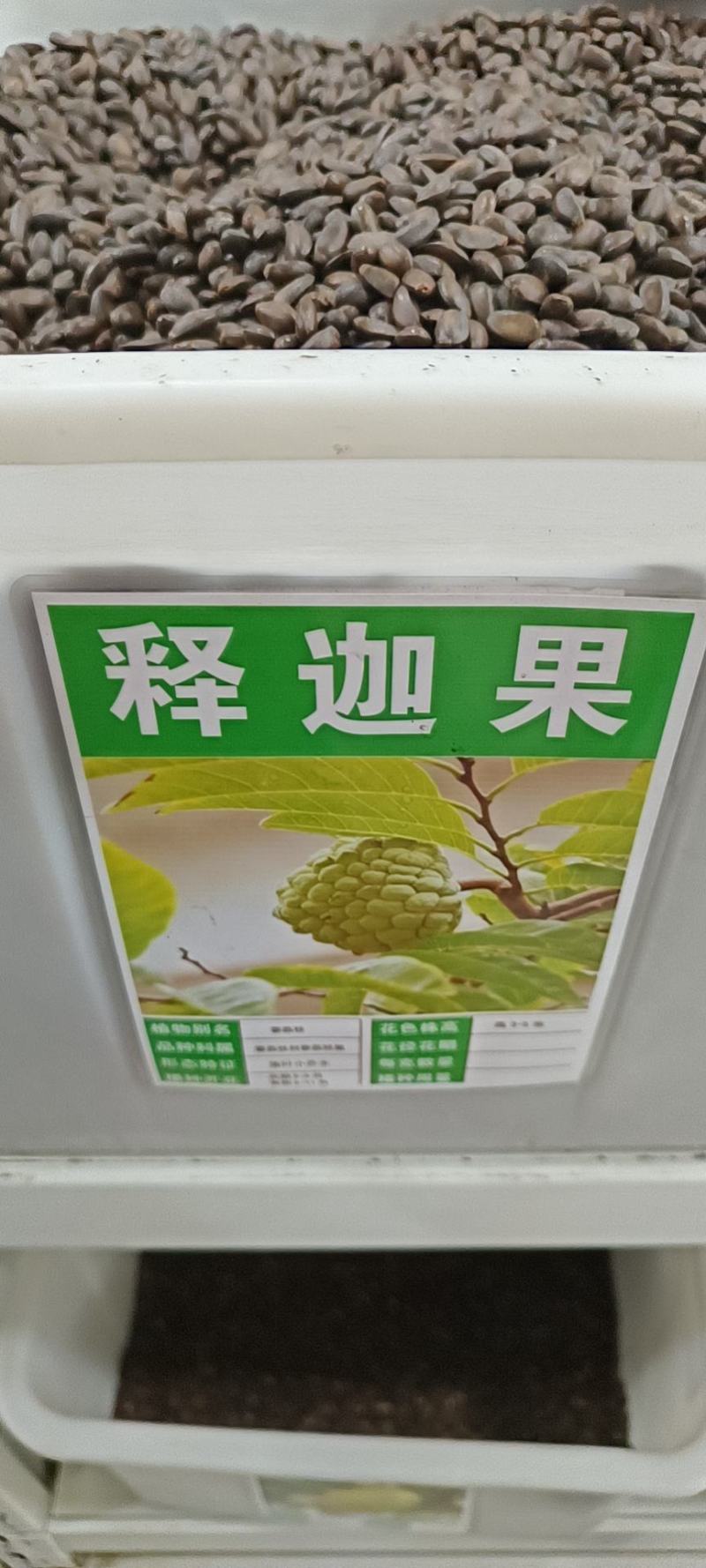 释迦果种子番荔枝种子台湾进口凤梨释迦盆栽野生刺果嫁接毡木