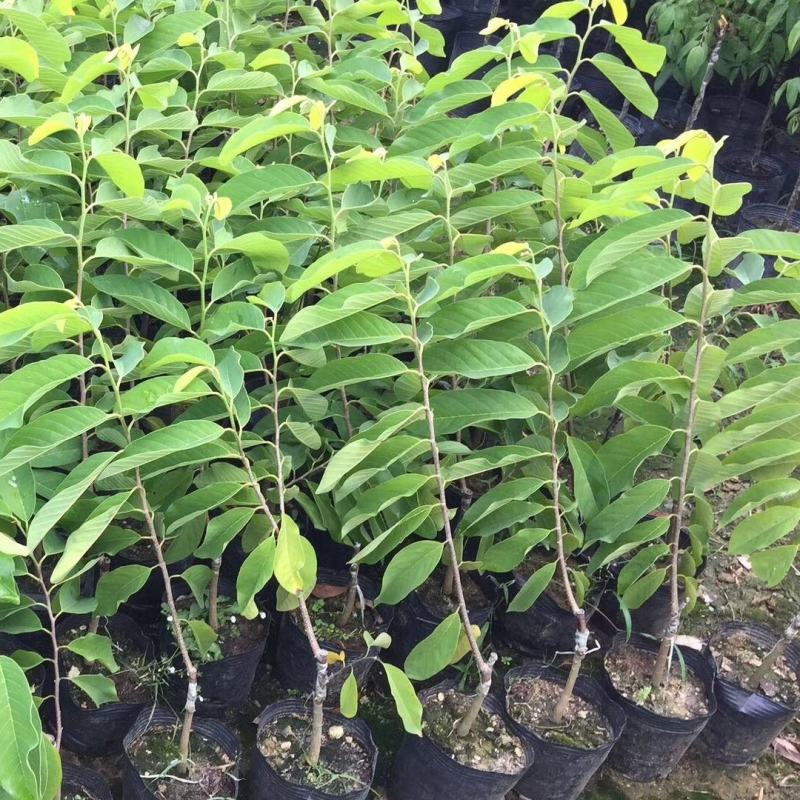 释迦果种子番荔枝种子台湾进口凤梨释迦盆栽野生刺果嫁接毡木