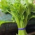 张北冰草，水晶菜，传奇香菜……