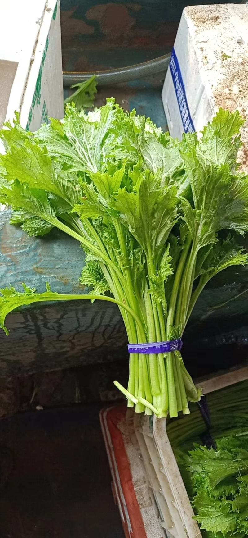 张北冰草，水晶菜，传奇香菜……