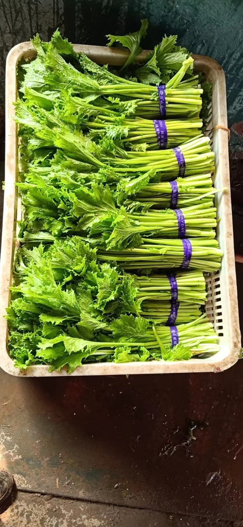 张北冰草，水晶菜，传奇香菜……