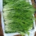 张北冰草，水晶菜，传奇香菜……