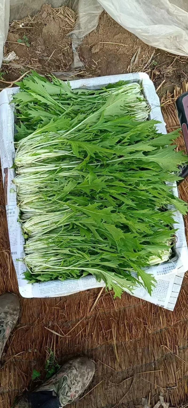 张北冰草，水晶菜，传奇香菜……