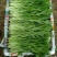 张北冰草，水晶菜，传奇香菜……
