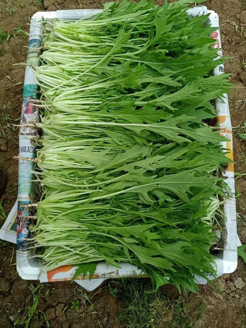 张北冰草，水晶菜，传奇香菜……