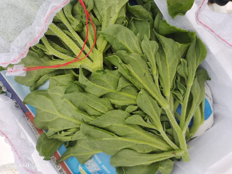 张北冰草，水晶菜，传奇香菜……