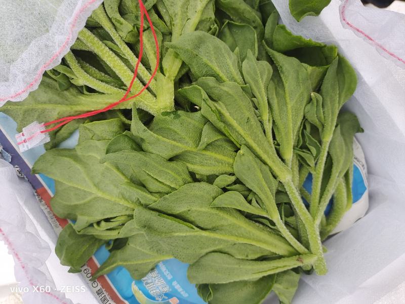 张北冰草，水晶菜，传奇香菜……
