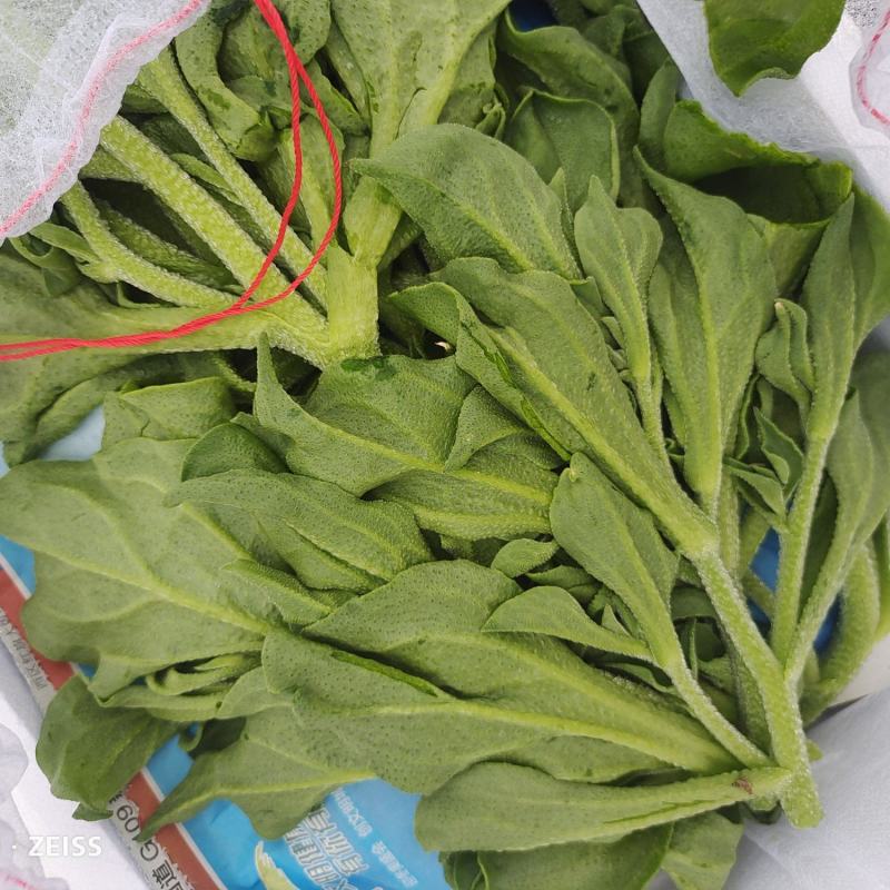 张北冰草，水晶菜，传奇香菜……