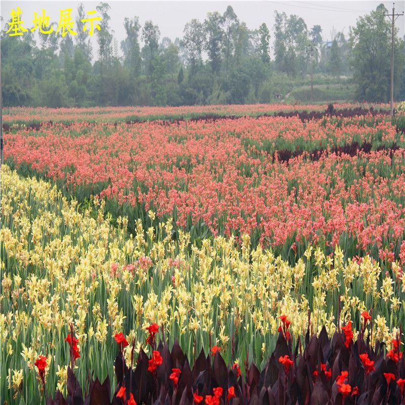 美人蕉花卉盆栽绿植庭院植物阳台花园庭院水景观湿地四季开花