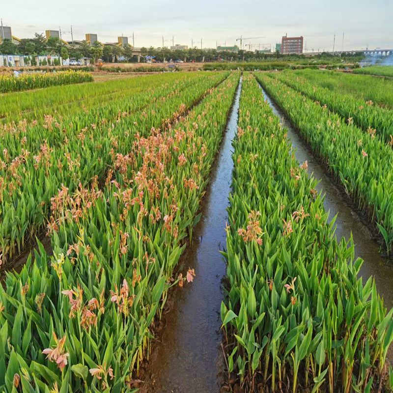 美人蕉花卉盆栽绿植庭院植物阳台花园庭院水景观湿地四季开花