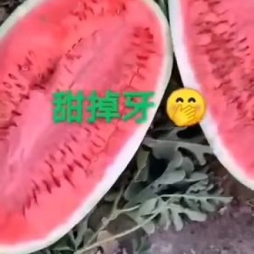 西能八号，精华一号。