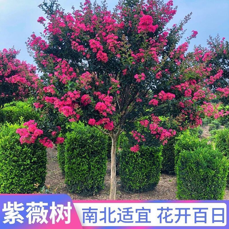紫薇种子紫薇花多年生花种庭院植物盆栽花卉花籽树籽四季播易