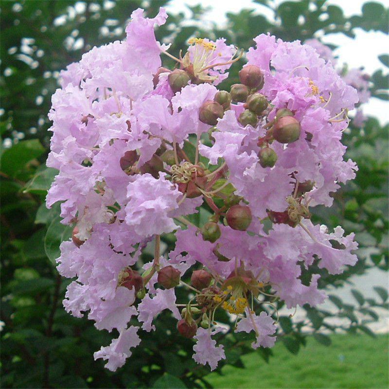 紫薇种子紫薇花多年生花种庭院植物盆栽花卉花籽树籽四季播易
