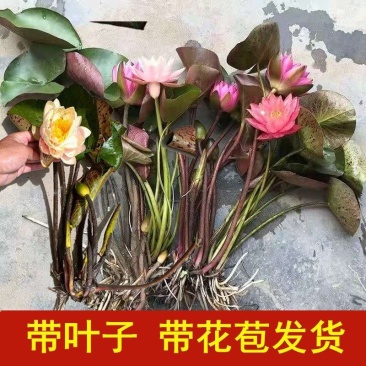 【热卖推荐】池塘观赏睡莲种苗，睡莲苗带叶子带花包发货