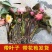 【热卖推荐】池塘观赏睡莲种苗，睡莲苗带叶子带花包发货