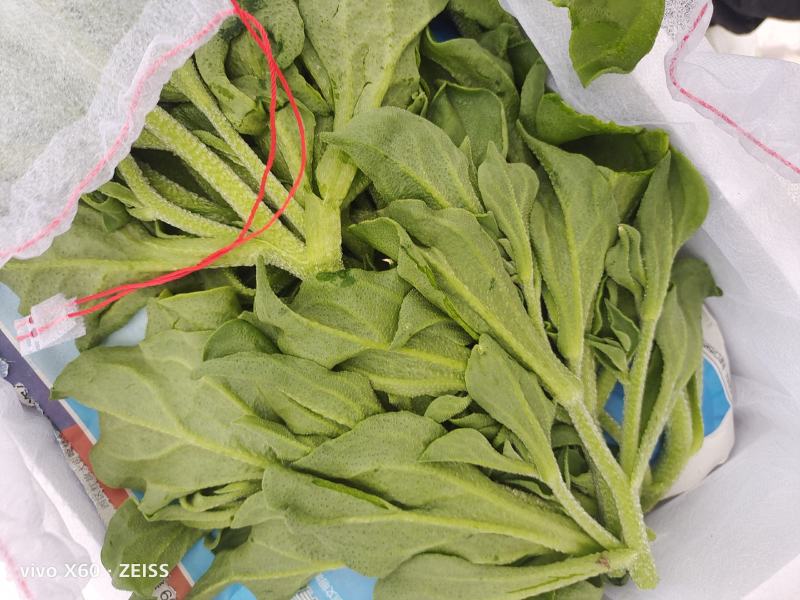 精品萍果苦瓜，质量杠杠滴
