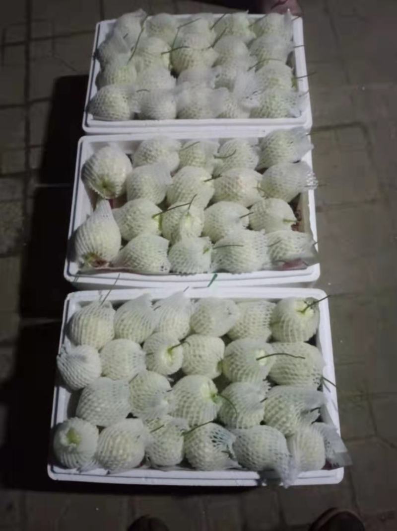 精品萍果苦瓜，质量杠杠滴