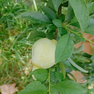 精品黄金那里大量上世