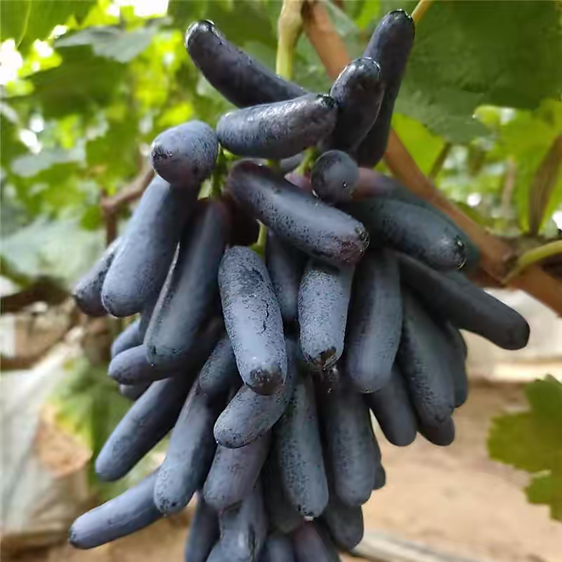 蓝宝石葡萄，葡萄中的佼佼者，只走量，货量有限