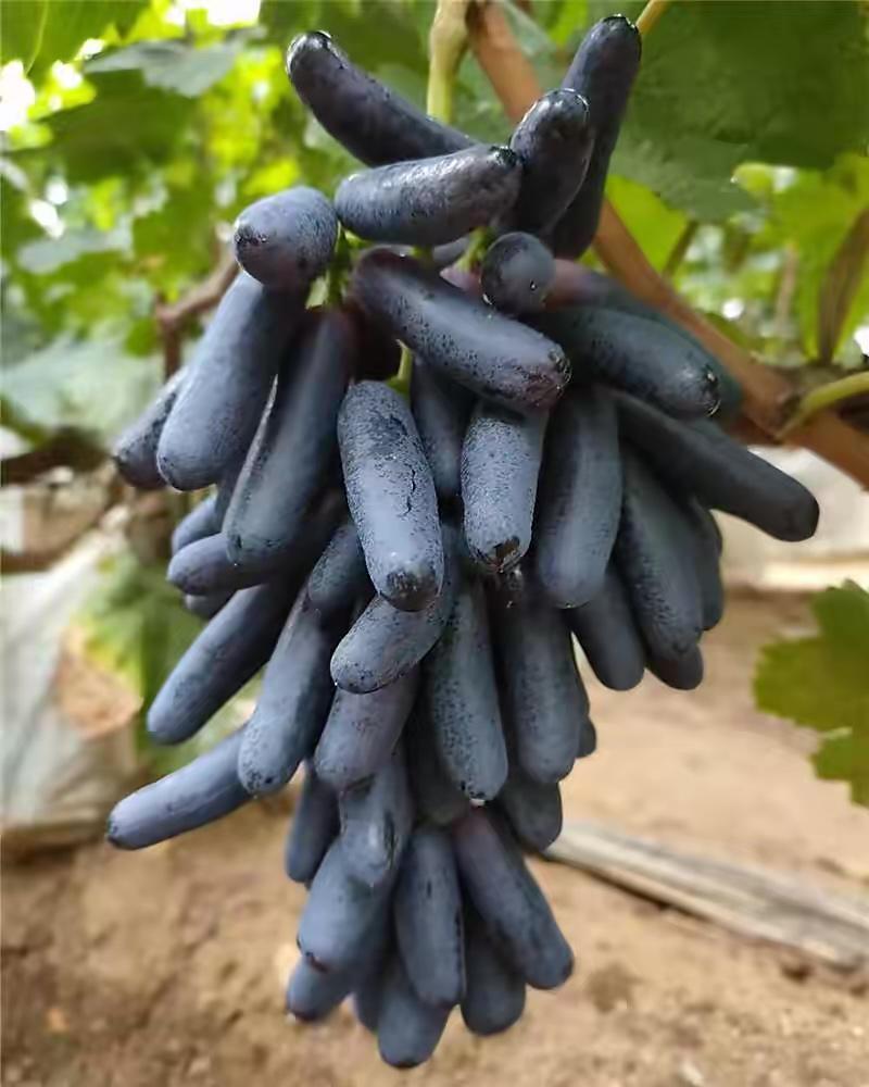 蓝宝石葡萄，葡萄中的佼佼者，只走量，货量有限
