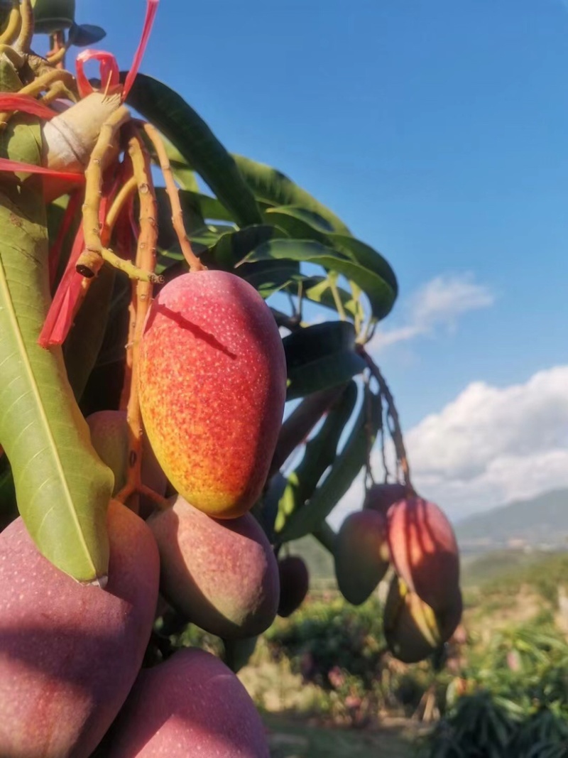 海南贵妃芒树上熟产地大量代办市场整车供应一级果质量稳