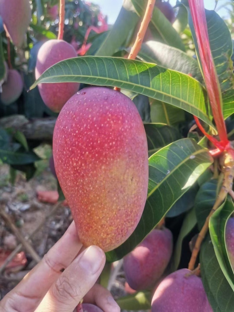 海南贵妃芒树上熟产地大量代办市场整车供应一级果质量稳