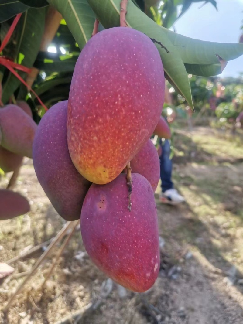 海南贵妃芒树上熟产地大量代办市场整车供应一级果质量稳