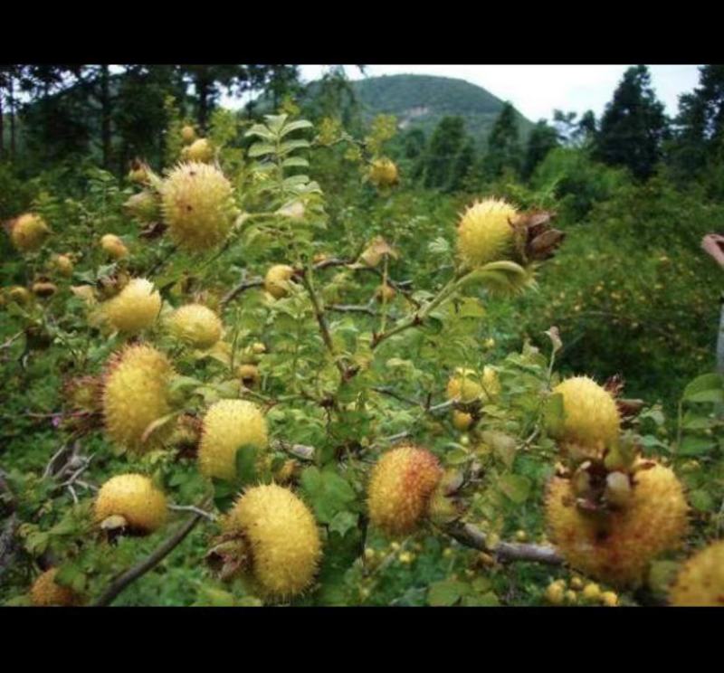 贵龙5号刺梨干果现货现货中药材泡酒