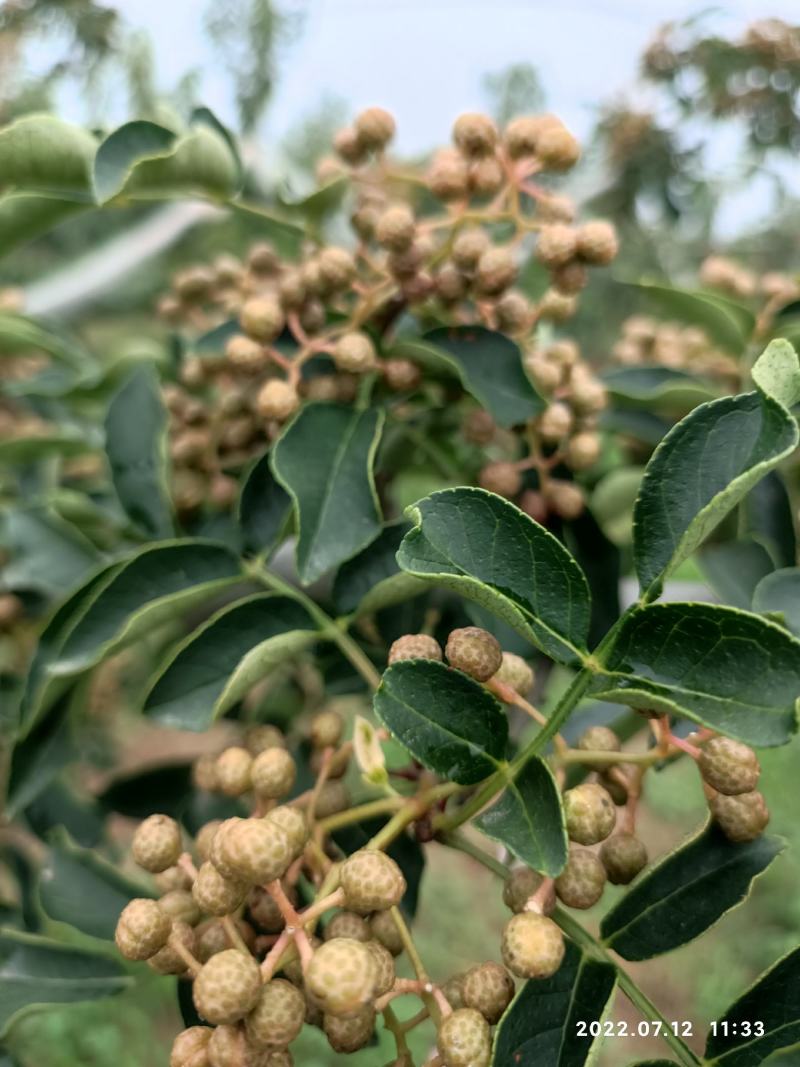 鲜花椒(大红袍)