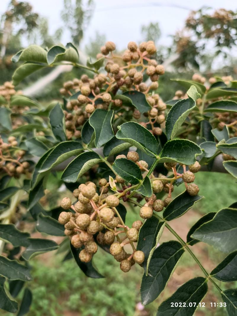 鲜花椒(大红袍)