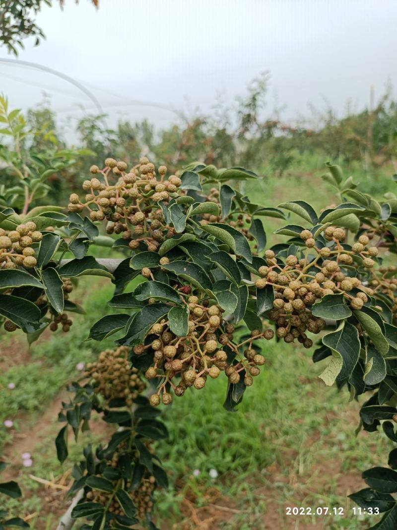 鲜花椒(大红袍)
